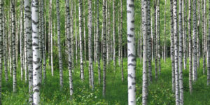 Björkskog Stora Enso