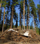 Ris - Stora Enso Skog