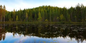 Sjö i skogen - Stora Enso Skog
