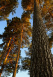 Tallar - Skog Enso Skog
