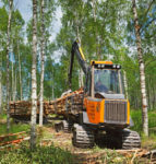 Timmer, björkskog - Stora Enso Skog