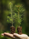 Två tallplantor