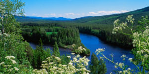Vy över sjö och skog - Stora Enso Skog