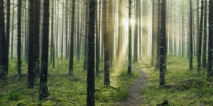 Skog i motljus, mossa, stig