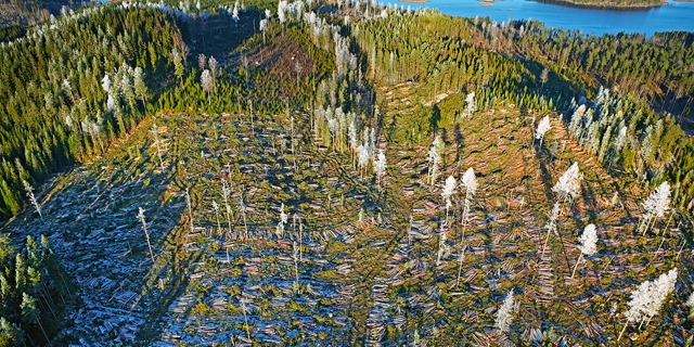 Avverkad skog med fröträd